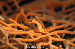 canon g10 hippocampus denise by Mathias Baur 
